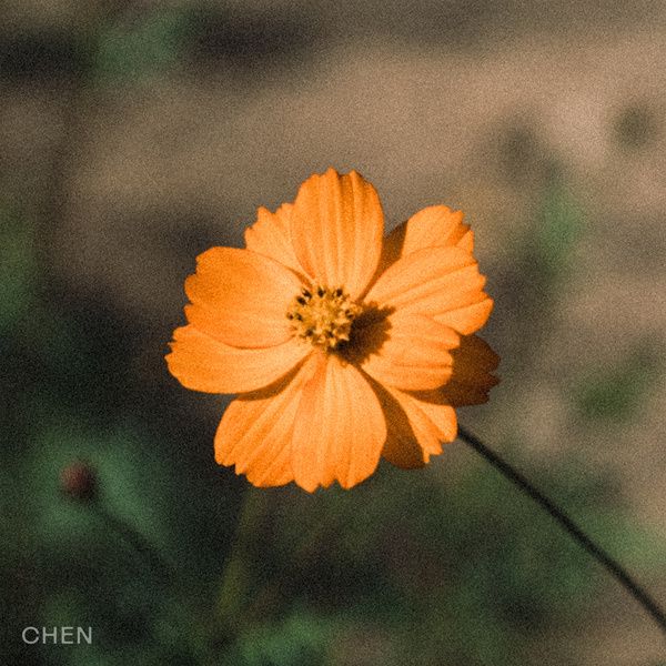 Before the Petals Fall | CHEN